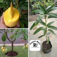 Bibit Mangga Chokanan Cepat Berbuah mangga thailand