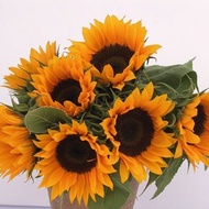 Fresh Sunflower Bloom - Fresh Flowers Arrangement Online Flower Delivery Flower Decoration