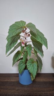 辛巴達秋海棠 開花盆栽 Flowering Sinbed Begonia Plant in Blue Pot