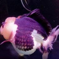ikan koki Oranda panda 3color