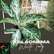 Aglaonema White Tong Live Plants