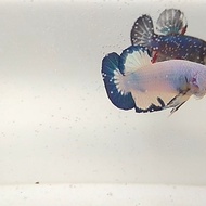 ikan cupang baby blue rim