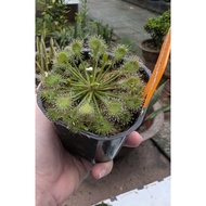 Drosera beleziana pot