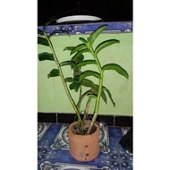 Anggrek Dendrobium Albertine