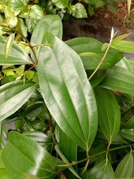 MM- Anak Pokok Kayu Manis Hutan / Medang Teja / Cinnamomum Iners Sapling / pokok hutan
