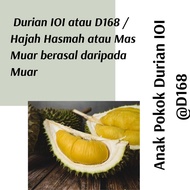 (Real Plant) Anak Pokok Durian IOI @D168 hybrid premium quality cpt berbuah  tumbuhan kebun buah