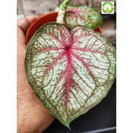 INDOOR PLANT - Caladium rare "Empress" for HOME/OFFICE decoration