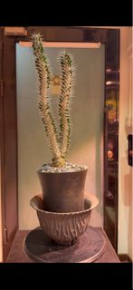 A. montagnacii 地獄魔針 Didiereaceae 龍樹科 Alluaudia 亞龍木屬 多肉植物 塊根植物