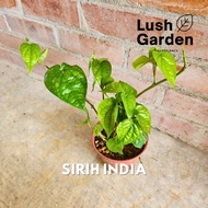 Pokok Sirih India / Sireh India 140mm Pot Herb Edible Live Plant [Lush Garden]