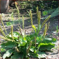 Pig Ear Plantain Lawn Seed Seed Wheel Vegetable Grass Seed Wholesale Herbal Material EAKU