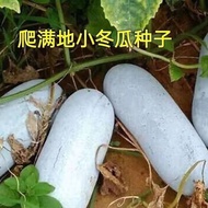 现货满地爬小冬瓜种子冬瓜种子毛节瓜小冬瓜四季春天丰产盆栽蔬菜种子Seeds for creeping winter melon, winter melon seeds, and fuzzy chayo