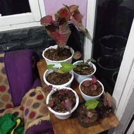 tanaman hias Pohon keladi caladium Thailand paketan