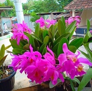 Anggrek Cattleya Mantini Anggrek Catty Catlea Pink (DEWASA)