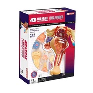 4D MASTER HUMAN模型/女性生殖系統