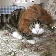 貓咪頭套配飾小狗狗泰迪比熊變身獅子英短加菲貓假發帽子寵物飾品