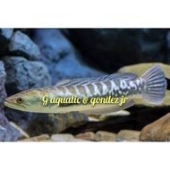 ikan gabus toman size 18-20 cm