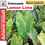 Colocasia Lemon Lime ตัดสด ไม่ตัดใบ โคโลคาเซีย เลม่อน ไลม์