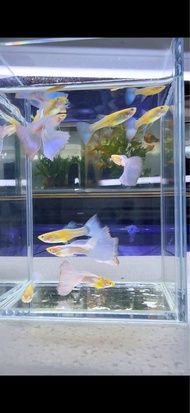 Sky Blue Tuxedo Guppy Live Fish Premium Pair