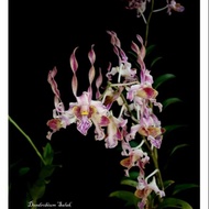 anggrek dendrobium salak dewasa