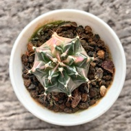 Gymno miha starfire ownroot berakar