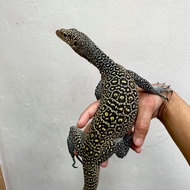 Varanus doreanus good quality
