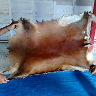 KULIT KIJANG BRANGGAH SUPER LEBAR ORIGINAL FULL SATU BADAN