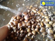 Promo Kerang remis laya hidup obat liver Diskon