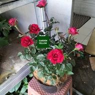 Tanaman Hias Peket 3 Bunga Mawar Merah Besar Inc Pot Hitam Dan Serabut