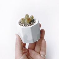 (預購) 白灰漸層系列 | 金手指 小八角形水泥仙人掌植栽