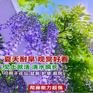 Wisteria Seed Double-Petaled Wisteria Flower Seed Flower Seed Climbing Vine Plant Flower Seed Low Wi