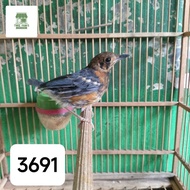 Burung Anis merah trotol jantan