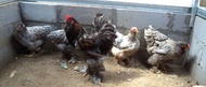 Ayam brahma Blue anakan usia 2 bulan real foto dan video indukannya