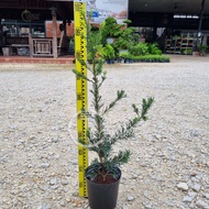 TKL - Outdoor Live Plant Podocarpus/Little Red Riding Hood Feng Shui Plant 小红帽罗汉松/海岛/兰屿罗汉松/雀舌罗汉松