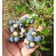 Pokok Blueberry Dalam Pasu