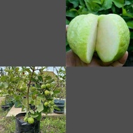 Anak Pokok Jambu Batu Seedless