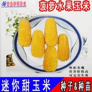 臺灣農友進口黃寶菠蘿玉米種子 種籽 觀賞迷你生吃水果生吃甜玉米種子 種籽hn