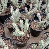 Euphorbia Mammillaris