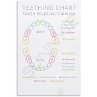 Tooth Eruption Timeline Dental Clinic Poster (1) Canvas for Bedroom Living Room Decor 08x12inch(20x3