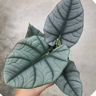 alocasia nebula elaine tanaman