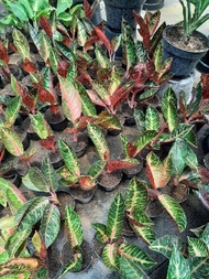 Aglonema pride of Sumatra ( tanaman hias aglaonema red sumatra 2 - 3