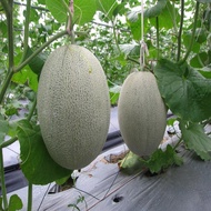 Local Ready Stock 100PCS Hami Melon Seeds Green Sweet Fruit Vegetable Bonsai Plant Japan Cantaloupe 