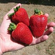 Paket 10 Pohon Bibit Strawberry  jumbo Giant California Unggulan& Berkualitas - Tanaman Buah Strawbe