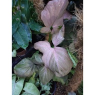 syngonium pink dreame