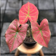 [ REAL PLANT ] Caladium Green Spider / Keladi Thai /Keladi Red Sun