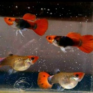 IKAN HIAS TUXEDO KOI 1 PAIR AQUASCAPE BERKUALITAS