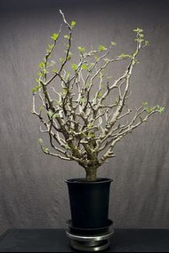 塊根植物 產地沙漠蘇木