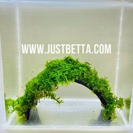 Moss Coconut Husk Bridge - Live Aquatic Aquarium Plant - Safe for Fish