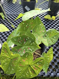 Caladium bicolour green - Foliage Fantasy/ Indoor plants / Houseplants