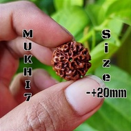 Rudraksha Jenitri Mukhi 7 Garis 7 Size -+20mm