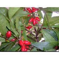 anak pokok buah ajaib